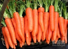 冬天吃什么萝卜好