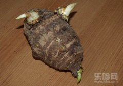芋头发芽能吃吗,芋头发芽了还能吃吗,芋头发芽有毒吗