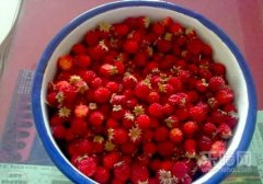 野草莓的功效与作用,野草莓的作用与功效,野草莓有什么功效