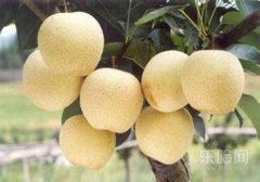 吃雪梨会胖吗,雪梨吃了会胖吗