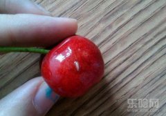 樱桃里面有小虫子吗,樱桃里面有蛆吗,樱桃里有虫子是真的吗