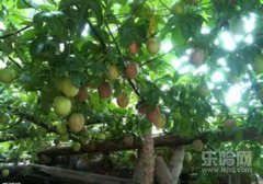 百香果是热的还是凉性的,百香果凉性还是热性,百香果性凉还是热