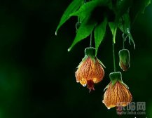 保养心脏的方法,心脏怎么保养,养心的方法