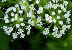 水芹菜叶子能吃吗,水芹菜叶子可以吃吗,水芹菜的叶子能吃吗