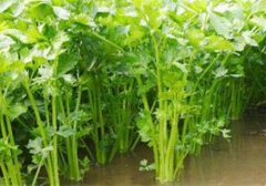 水芹菜的功效与作用,水芹菜的功效与作用及食用方法,水芹菜有什么