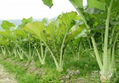 芥菜的功效与作用及食用方法,芥菜有什么功效,芥菜的功效与作用及