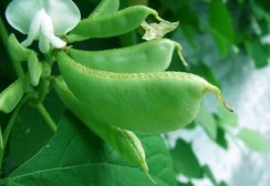 扁豆不熟有毒吗,扁豆没炒熟有毒吗,扁豆没熟吃了会中毒吗