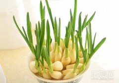 孕妇能吃蒜苗吗,孕妇吃蒜苗对胎儿好吗,孕妇蒜苗能吃吗