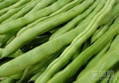 四季豆的功效与作用及禁忌,四季豆的作用,四季豆有什么功效