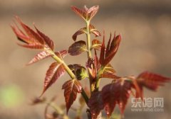 吃香椿的好处和坏处,吃香椿有什么好处