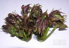 香椿不能和什么一起吃,香椿不能与什么同吃,香椿和什么不能一起吃