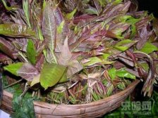 香椿的营养价值,香椿的营养价值与食用功效,香椿的营养价值及功效