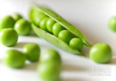 生豌豆有毒吗,豌豆没熟会中毒吗,豌豆没炒熟有毒吗