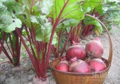 甜菜的功效与作用及禁忌,甜菜有什么功效,甜菜有什么作用