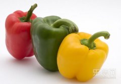 青椒宝宝可以吃吗,宝宝能吃青椒吗,宝宝可以吃青椒吗