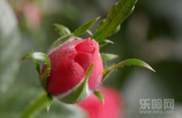 玫瑰花的药用价值,玫瑰花的药用功效,玫瑰花药用价值