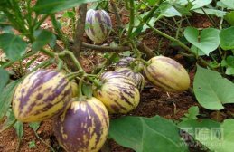 人参果要不要削皮,人参果要去皮吃吗,人参果需要削皮吗