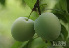 青梅的功效与作用及禁忌,青梅有什么功效,青梅有什么作用