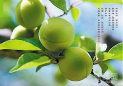 青梅的营养价值及食用方法,青梅有什么营养,青梅的营养成分