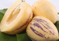 人参果怎么吃,人参果的吃法,人参果该怎么吃