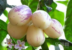 人参果的营养价值及食用方法,人参果的营养成分,人参果有什么营养