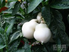 人参果的功效与作用及食用方法,人参果的功效与作用禁忌,人参果的