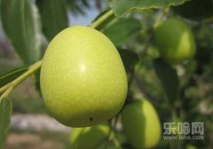 青枣孕妇能吃吗,青枣孕妇可以吃吗,孕妇能吃青枣吗