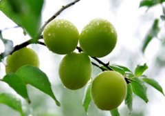 青梅是酸性还是碱性,青梅是碱性食物吗,青梅是酸梅吗