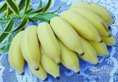芭蕉的功效与作用,芭蕉有什么功效,芭蕉有什么用