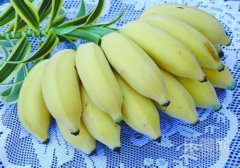吃芭蕉会胖吗,芭蕉吃了会胖吗,芭蕉吃多会胖吗