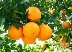 吃橘子的功效与作用,爱吃橘子有什么好处