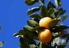 金桔的皮能吃吗,金桔的皮可以吃吗,金桔的皮可不可以吃