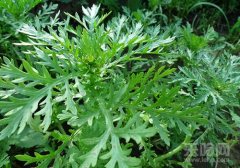 孕妇能吃茼蒿吗,茼蒿孕妇能吃吗,孕妇能吃茼蒿么