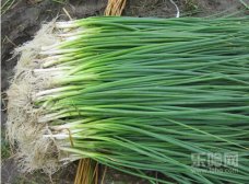 葱的12款食疗方