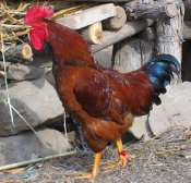 鸡的种类不同 养生功效也不同