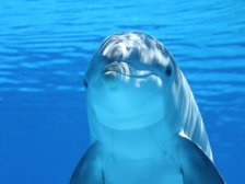 鱼疗会传染疾病吗 鱼疗是否真的安全