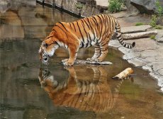 虎骨和什么药材泡酒好 虎骨酒的功效及制法
