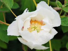 蜂胶怎么吃最好 蜂胶和蜂王浆哪个好