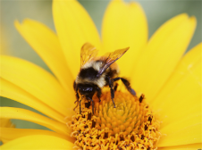 蜂王浆和蜂蜜有什么区别 蜂皇浆的美容吃法