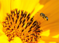蜂王浆能不能用开水冲服？ 蜂王浆的正确食用方法