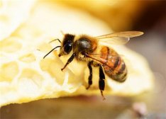 乳腺增生能吃蜂皇浆吗 蜂皇浆的吃法