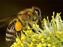 花粉多少钱一斤 如何鉴别花粉真伪