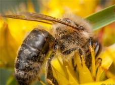 花粉要怎么吃 花粉的食用方法