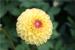 蜂蜜松花粉服用方法 教你制作花粉口服液