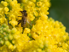 油菜花粉的功效和作用 油菜花粉可预防贫血