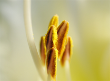 玫瑰花粉面膜的做法 玫瑰花粉效果多