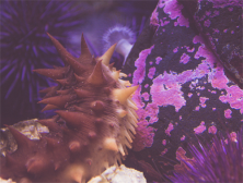 怎样做海参最好吃 海参煲汤做法