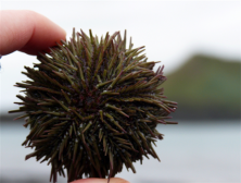 海胆的食用方法 海胆怎么食用