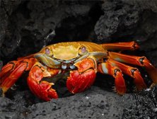 螃蟹和菠萝能一起吃吗 螃蟹和什么相克