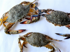 螃蟹一周最多只能吃三只 螃蟹的食用禁忌